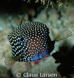 Spottet boxfish looking at the photographer
Nikon D 70 s... by Claus Larsen 